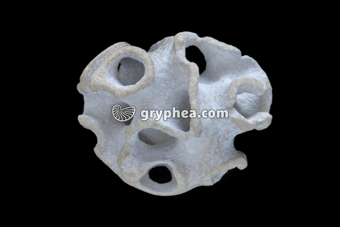 Eponge fossile (Plocoscyphia labrosa, Turonien, Crétacé)  - gryphea.com